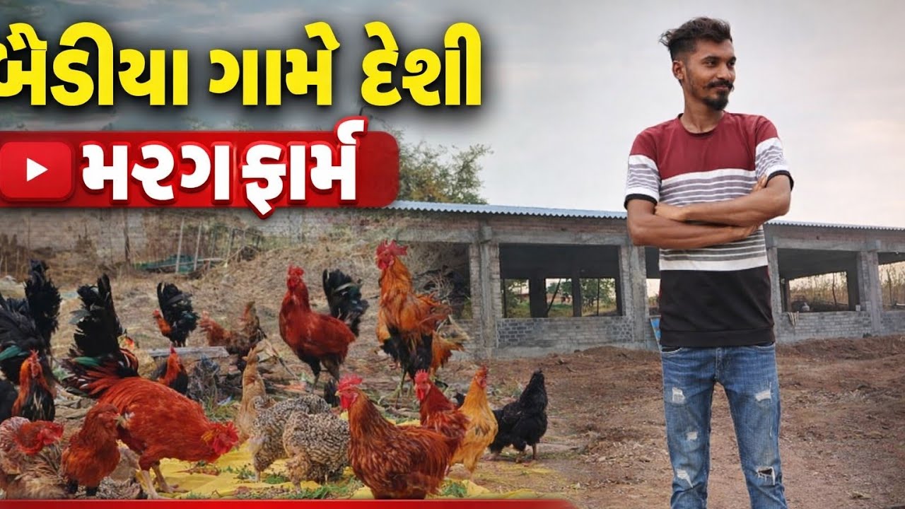 🐔બૈડીયા મા દેશી મરગા ફાર્મ / Poultry Farm & Farmhouse Bediya.. 1#viral video🏹🏹