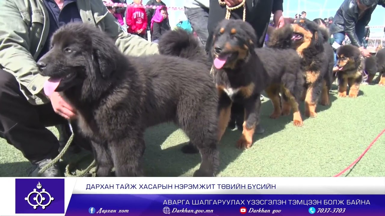 Дарханы мэдээ 2548_2024.04.06