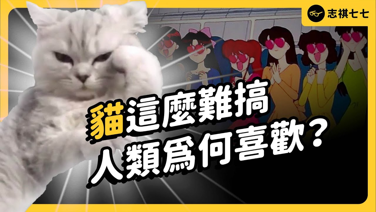 曾把貓當神拜、立法禁止惹貓生氣、還為貓輸掉戰爭？人類是怎麼成為貓奴的？一起看《貓的人類征服史》！《七七說書》EP 063｜志祺七七