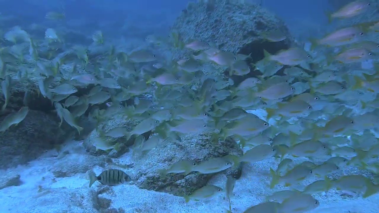 Buceo en Gran Canaria. Sardina del norte y Caleta 8 y 10 de Septiembre 2023
