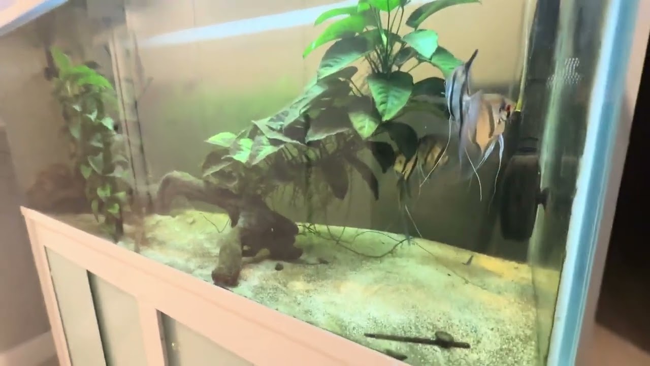 Vendo Acuario de 500 Litros completo