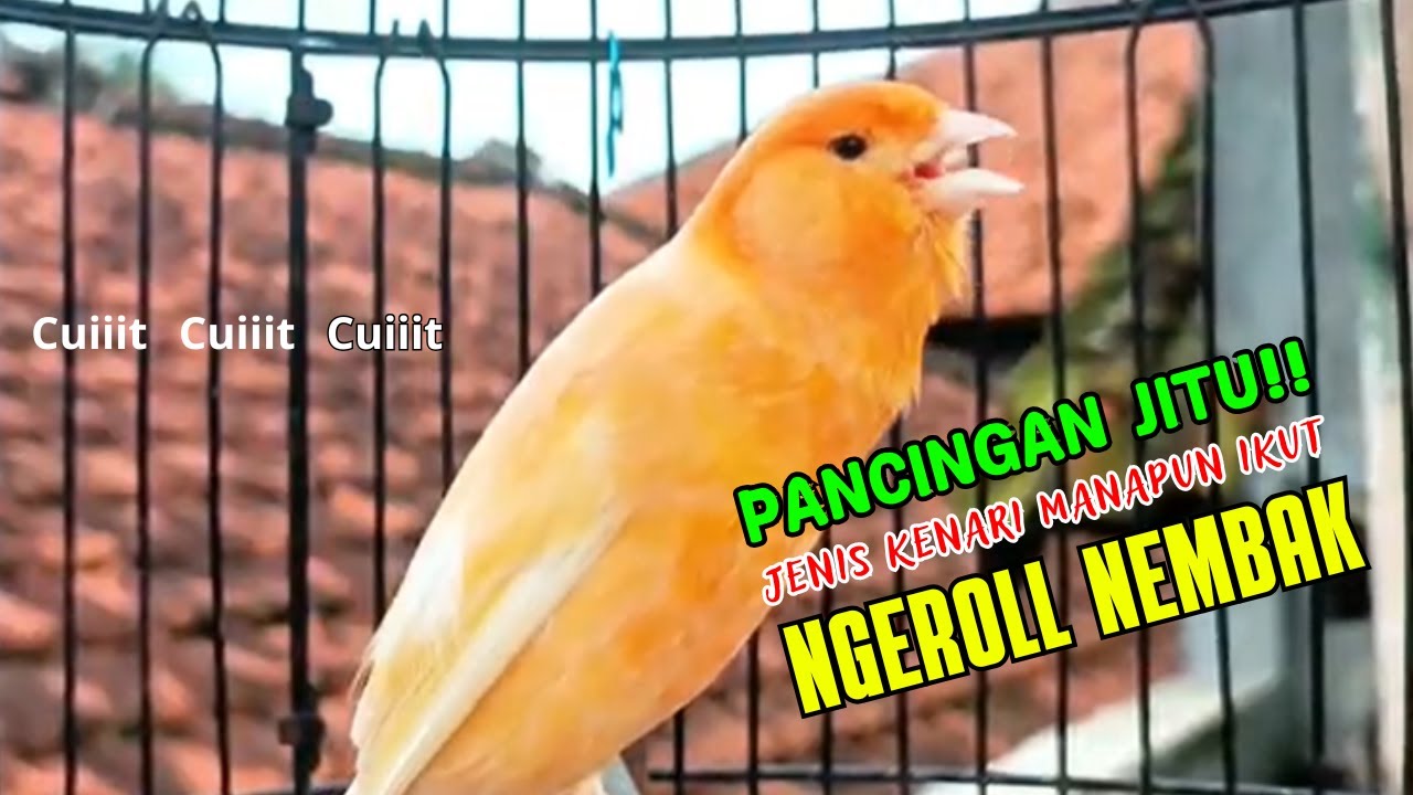 MASTERAN AMPUH DONGKRAK EMOSI KENARI || cocok Untuk Kenari Paud, Kenari Macet Bunyi, Kenari Mabung