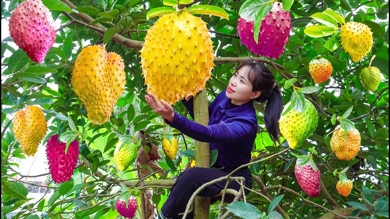 Harvesting Giant Soursop - Looks Scary But Tastes Delicious Goes to the market sell