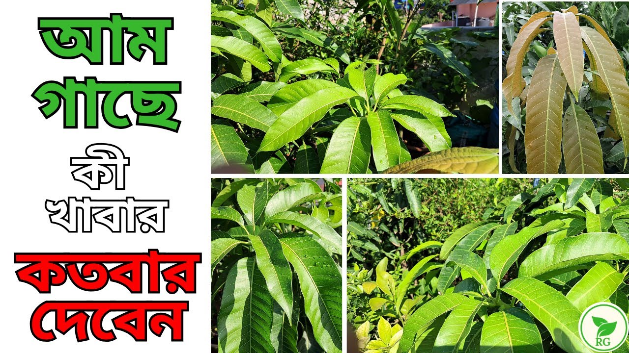 🍃আম গাছের পাতা পোড়া রুখতে এই খাবার দিন 🍃 Stop Mango Leaves Burning: This Super Food Works! 🍃