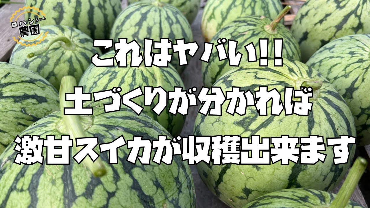 甘いスイカを作るにはまずは土づくりから！！甘いすいかを育てるポイントと土づくり【すいかの育て方】【有機】【農家の家庭菜園】