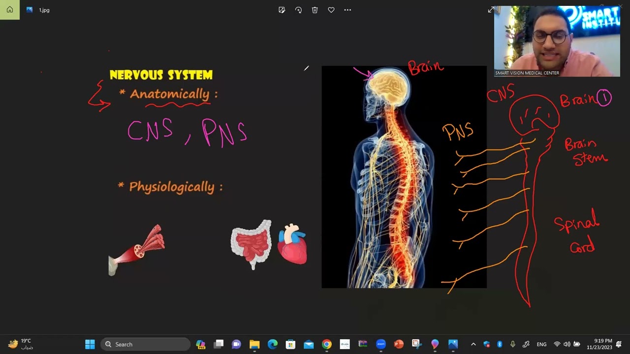 Autonomic Nervous System -1 طب الاسكندرية
