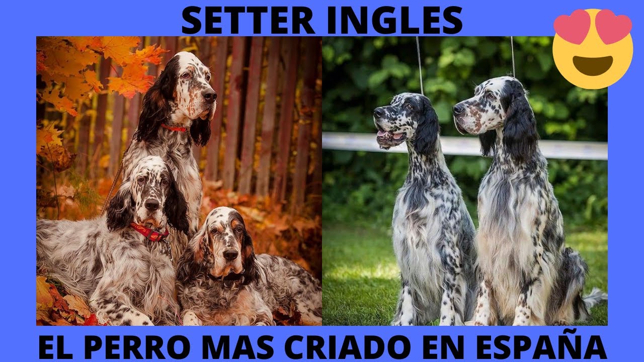 💜SETTER INGLES - Características y Origen💜