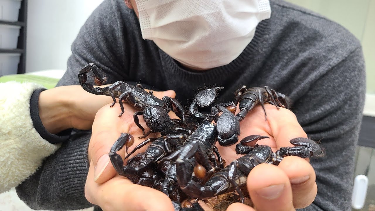 하다하다 전갈농장까지 생기려하네요.. 얘네도 단체로 키울수는 있습니다. 새로운 분야가 계속 생깁니다 ㄷㄷ