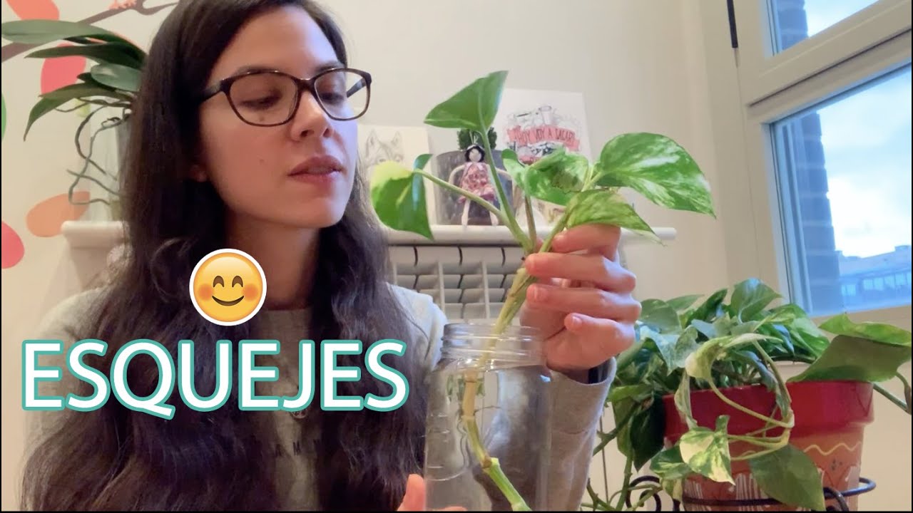 🌱 Cómo hacer esquejes: aprende a multiplicar tus plantas de interior 🌱