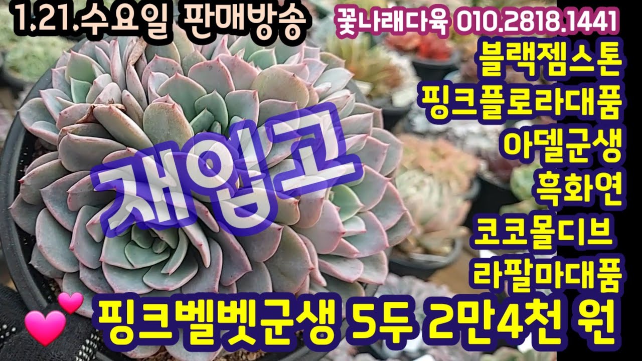 1.21.수요일]다육이 판매방송💕핑크벨벳군생 재입고💕꽃나래다육 010.2818.1441 