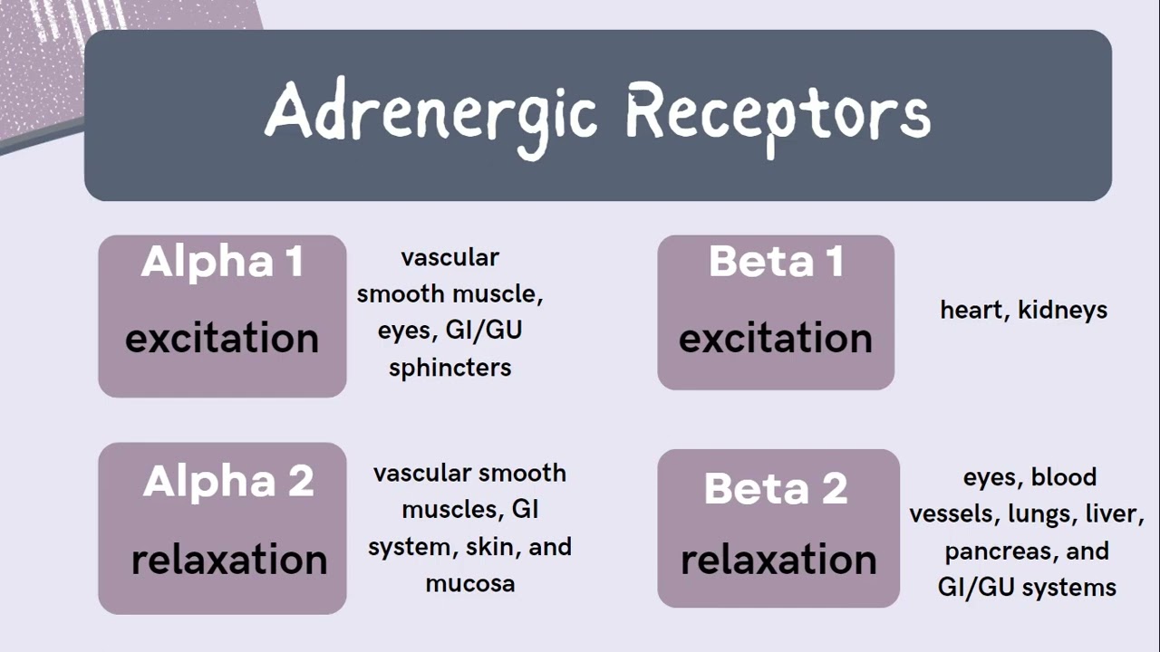 NP Exam Prep - Review of Alpha and Beta Adrenergic Receptors 🧠
