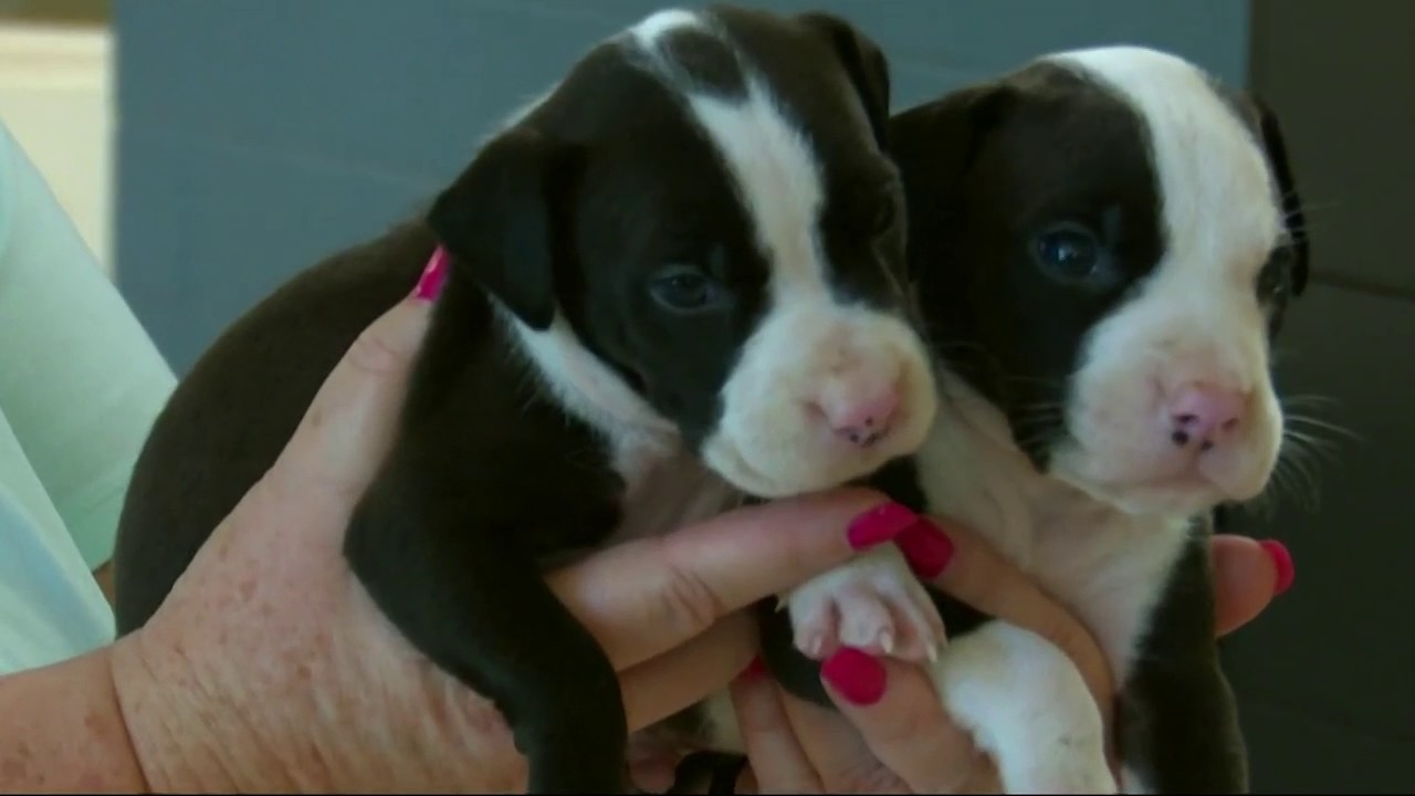 Cop rescues puppies in hot car