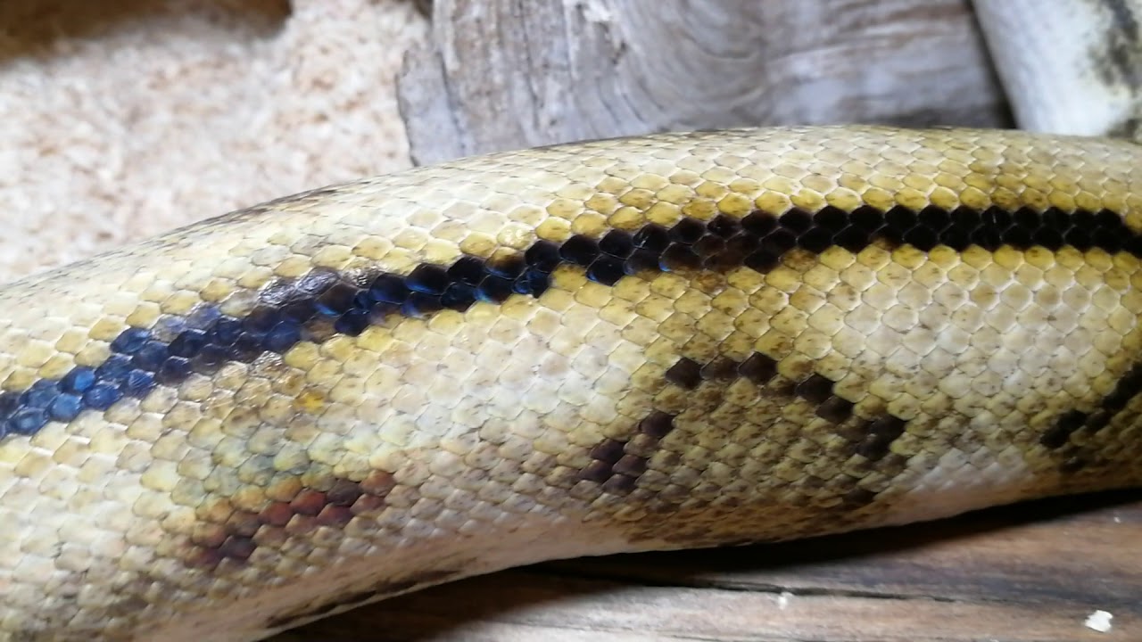 Malayopython reticulatus SD