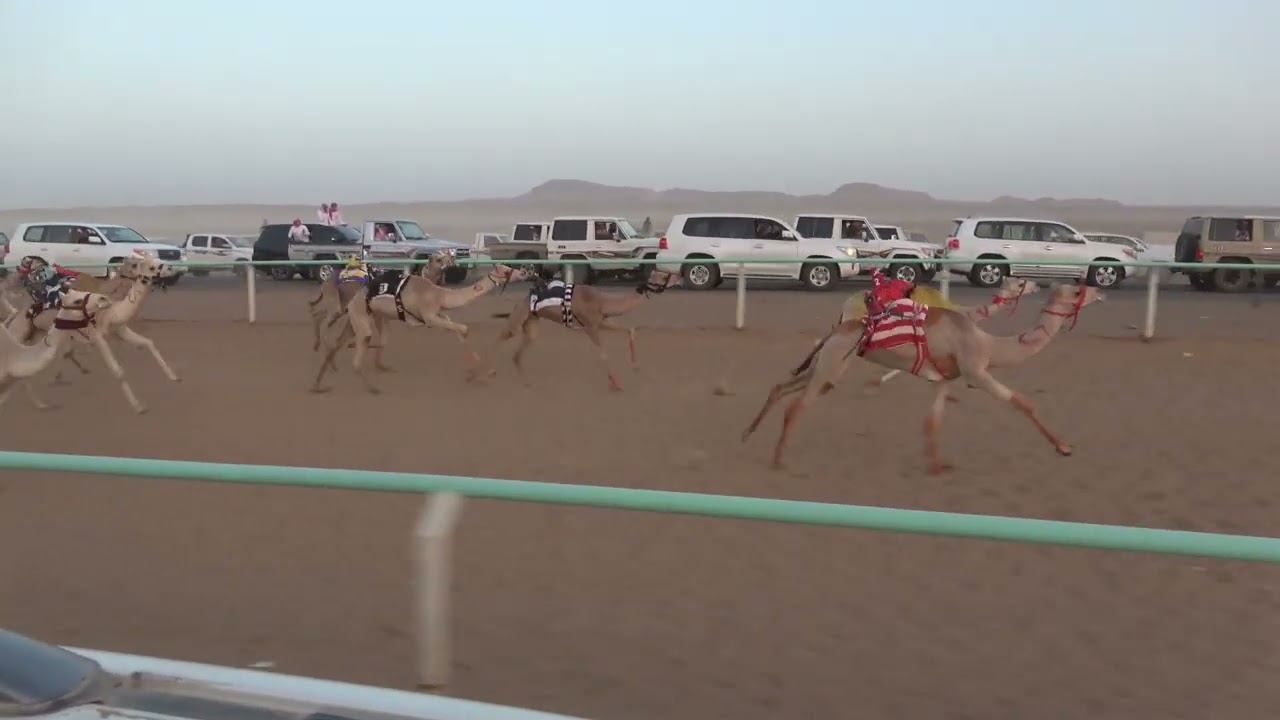 ١  محبه للشيخ سالم عتيق الضيوفي