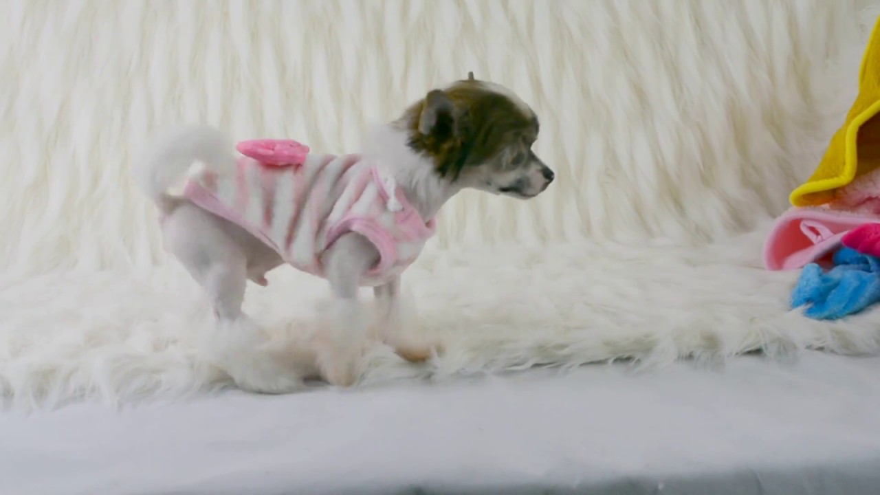 DOG AND DIVA puppy wearing clothes for the first time
