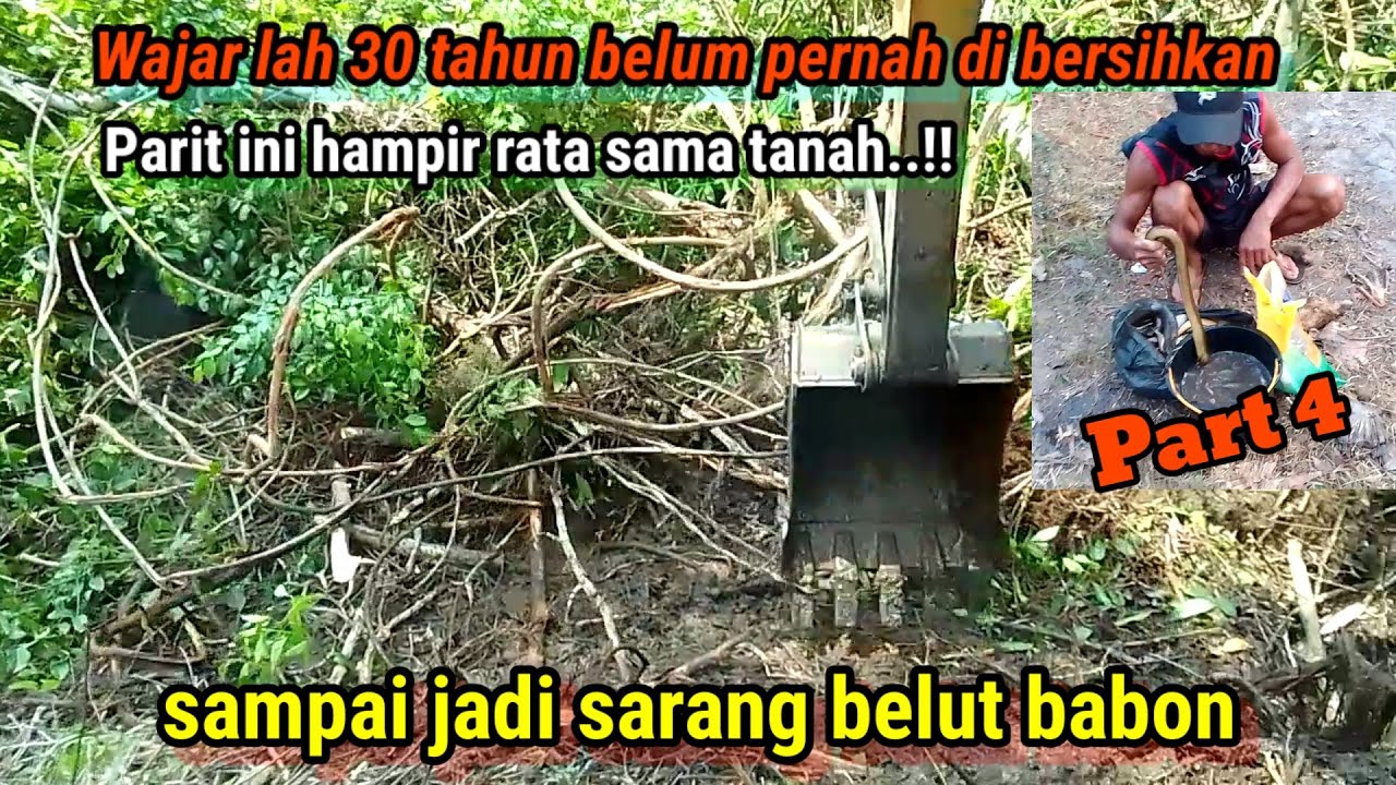 Parit galian jaman dulu Selama 30 tahun baru kali ini di bersihkan isi nya belut babon semua
