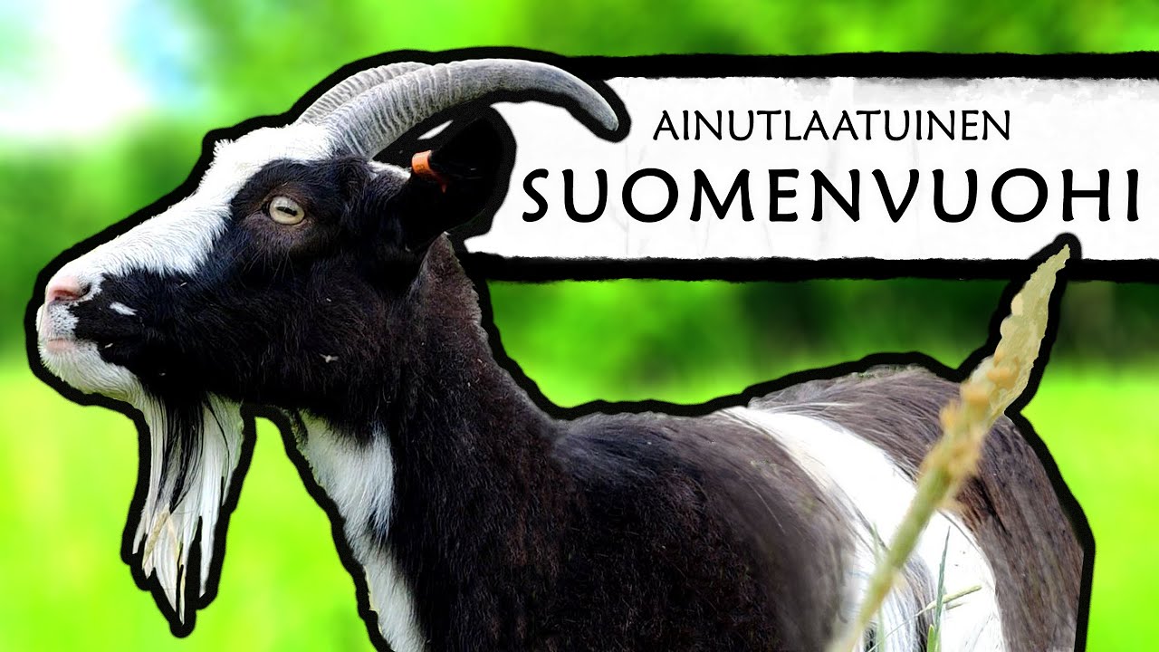Ainutlaatuinen Suomenvuohi - The Unique Finngoat