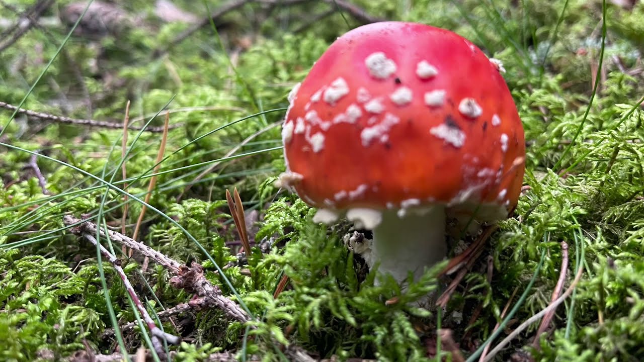 Myrkylliset sienet / Toxic mushrooms in Finland