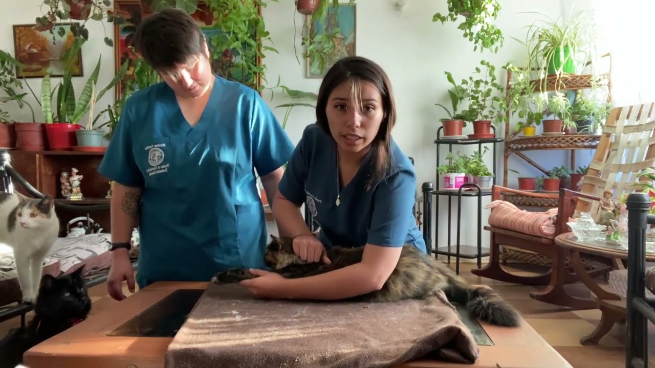 t&eacute;cnicas de sujeci&oacute;n - video de asistencia en cl&iacute;nica veterinaria.