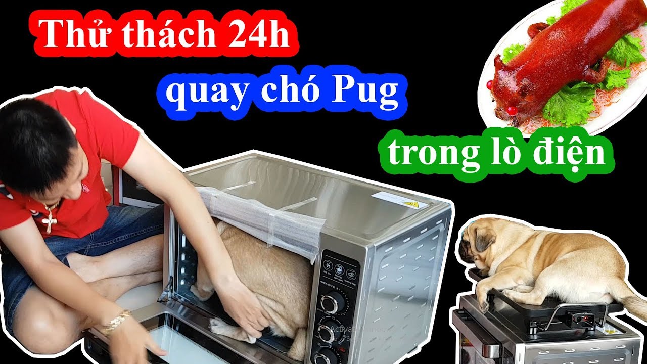 Thử thách 24h quay chó Pug trong lò nướng điện - Bư thành heo sữa quay rồi =))
