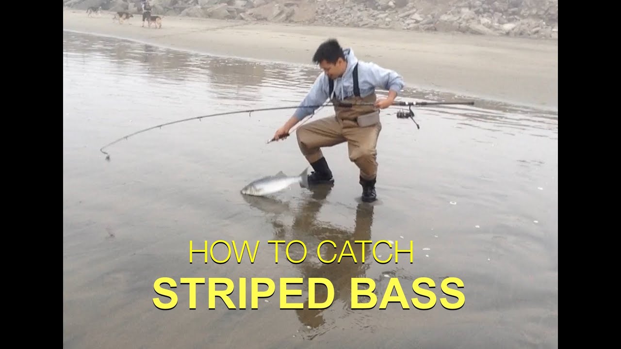 TIPS ON HOW TO CATCH STRIPED BASS - Surf Fishing