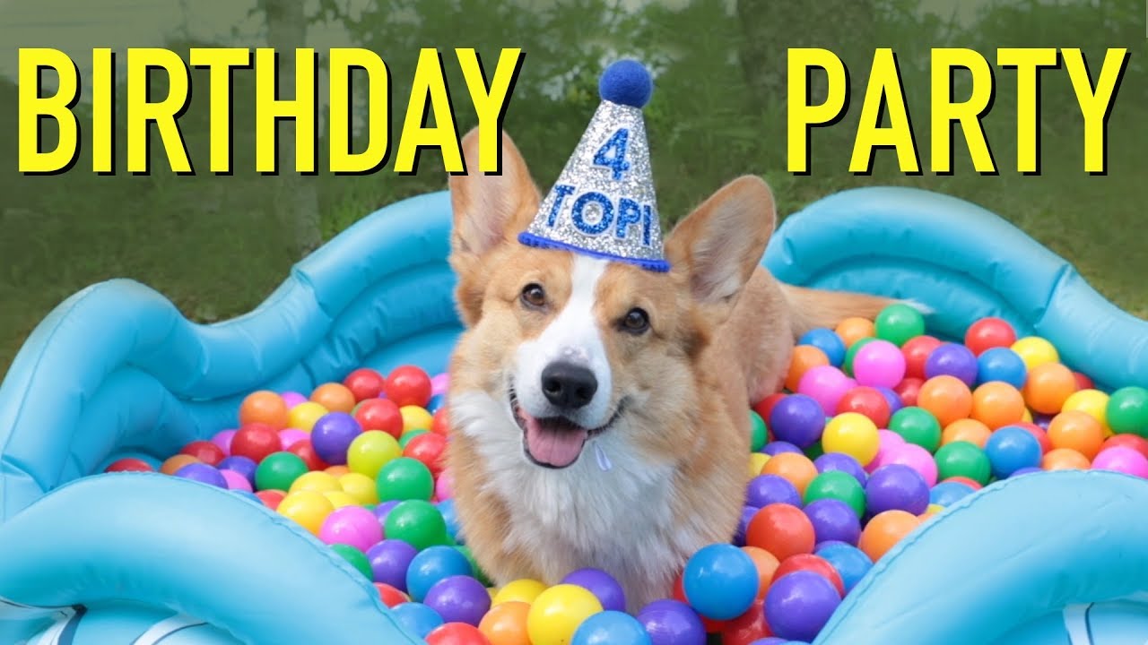 MY 4th BIRTHDAY! - Topi the Corgi
