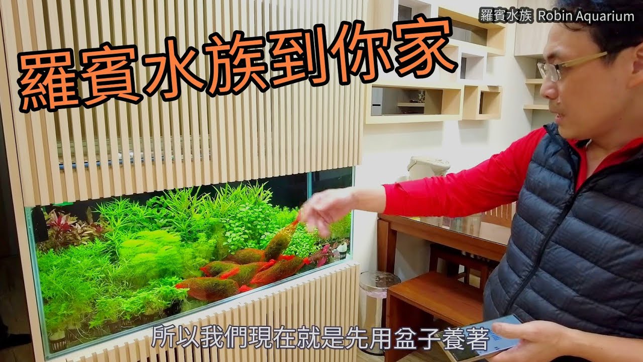 [羅賓水族到你家 1 ]  開箱草友小許的日式裝潢水草缸