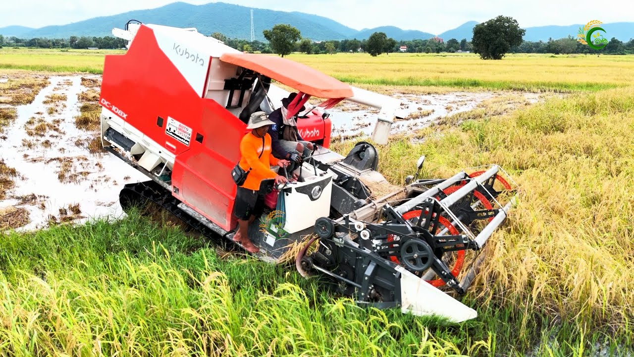That Useful Combine Harvester Driver Working Skills In Deep Water Action Cropping Rice Machinery