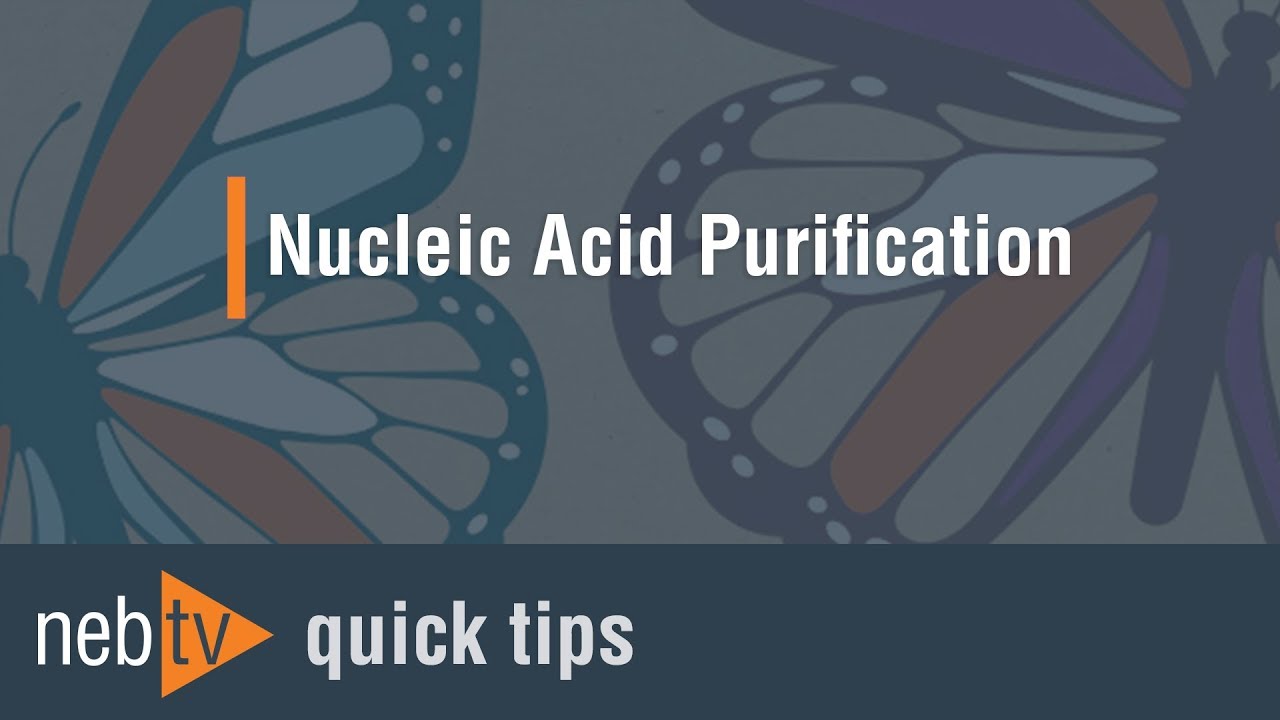 Quick Tips - How can I maximize yield when using the Monarch® Miniprep Kits?
