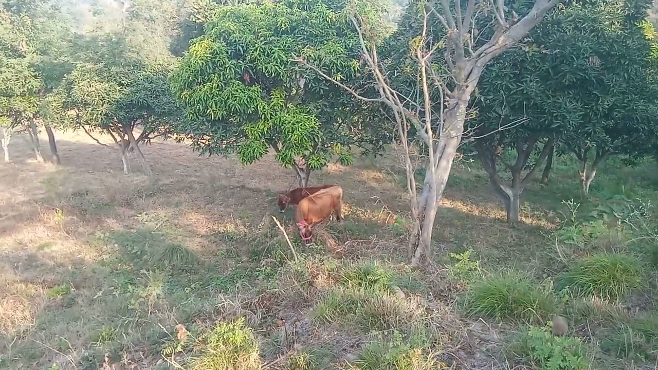 Jangal picnic time full enjoy 