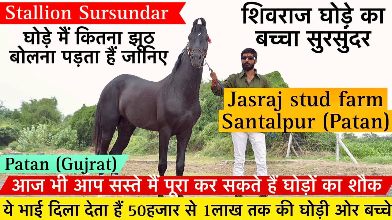 शिवराज घोड़े का बच्चा सुरसुंदर घोड़े मैं कितना झूठ बोलना पड़ता हैं जानिए !
