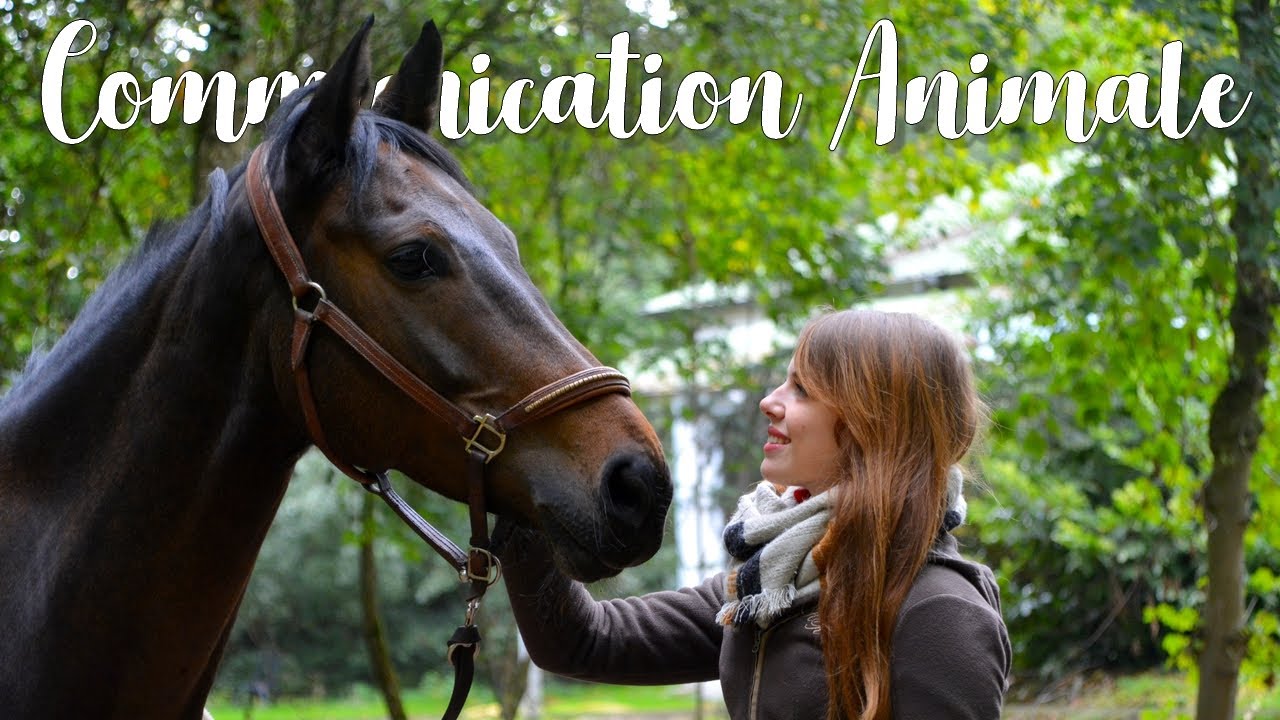 Communication animale : De septique à convaincue - Mon parcours, Stage, Livres...