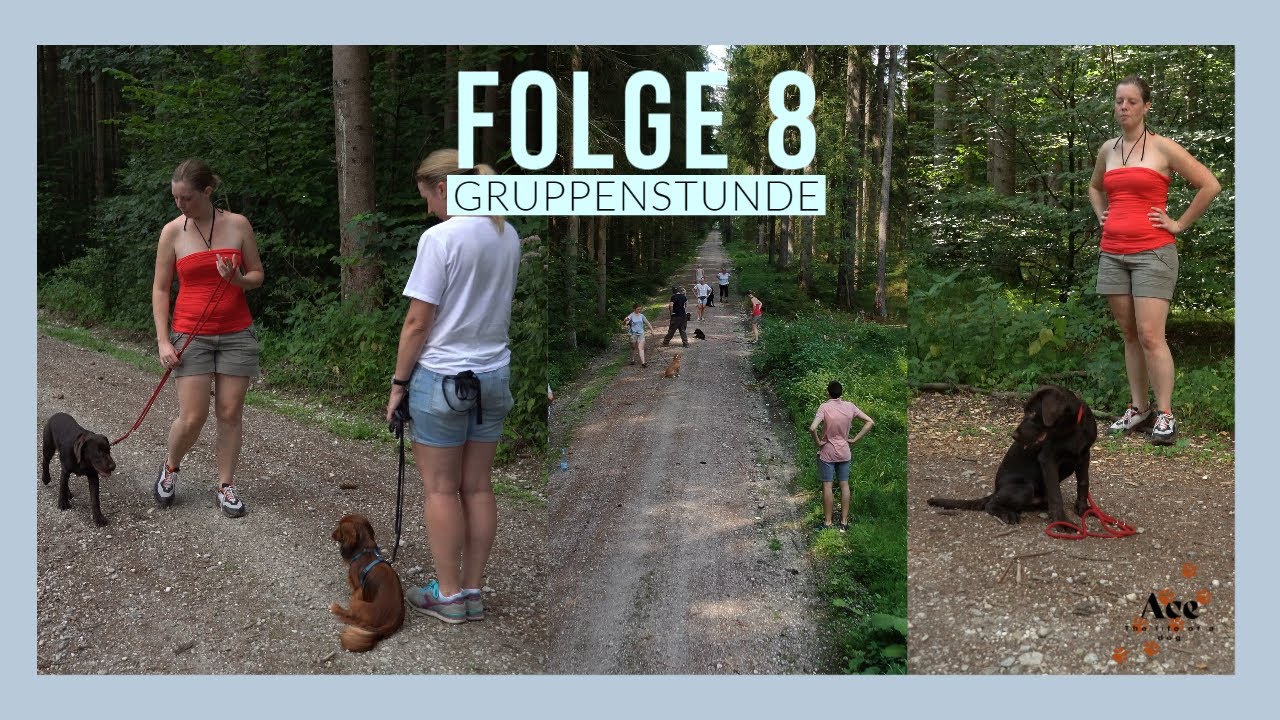 08 Folge Gruppenstunde Hundeschule