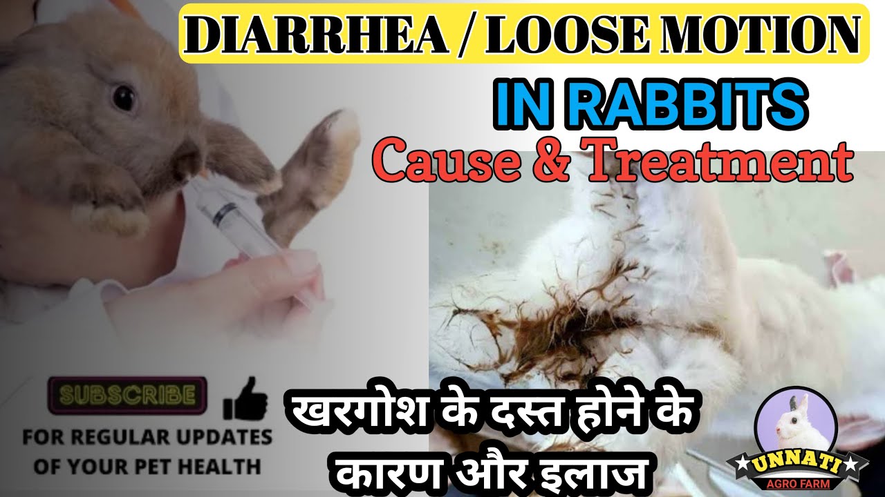DIARRHEA/Loose Motion in Rabbit ll खरगोश को दस्त लग जाने पर क्या करें ll Cause & Treatment in Hindi