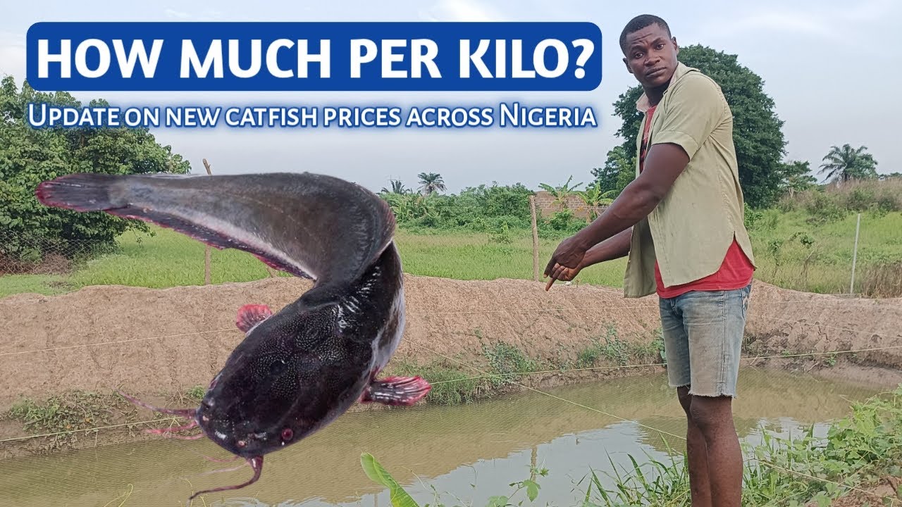 Updates!! LATEST PRICE of standard TABLE SIZE catfish in in Nigeria