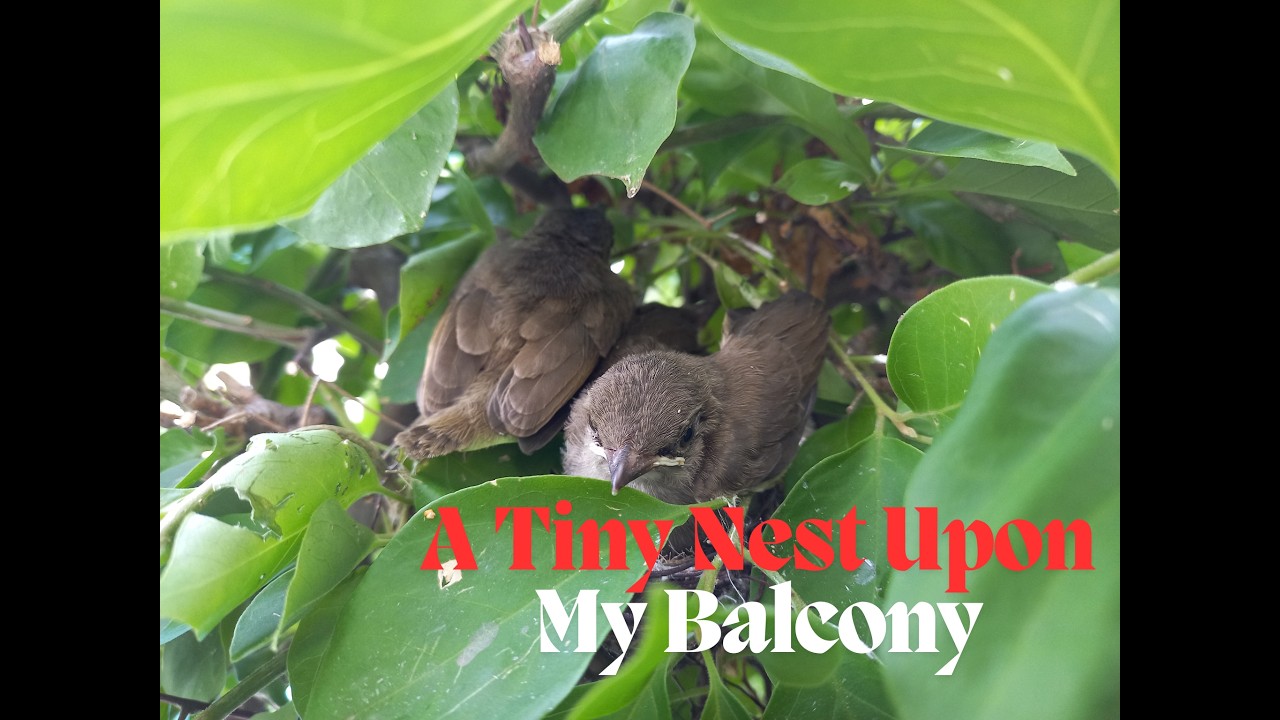 A Tiny Nest Upon My Balcony
