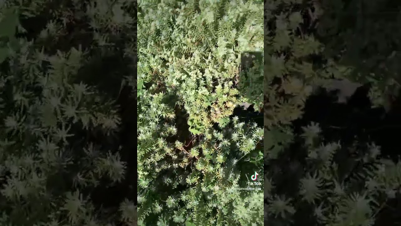 sedum griseum, grisasium sedum gris
