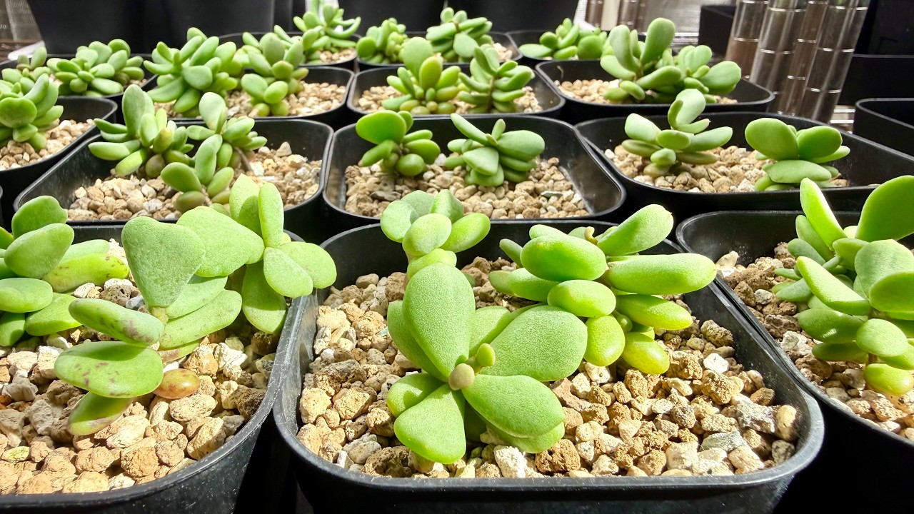 実生ピグマエアの植え替え