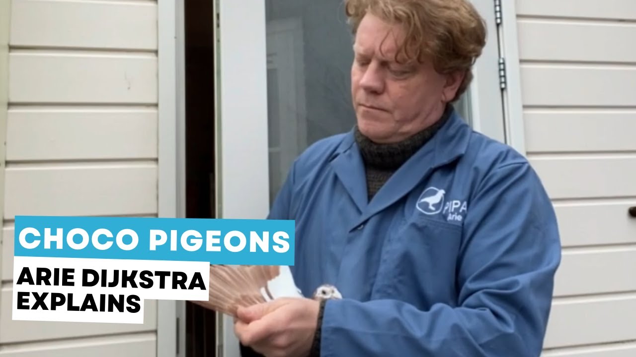 Arie Dijkstra about choco pigeons