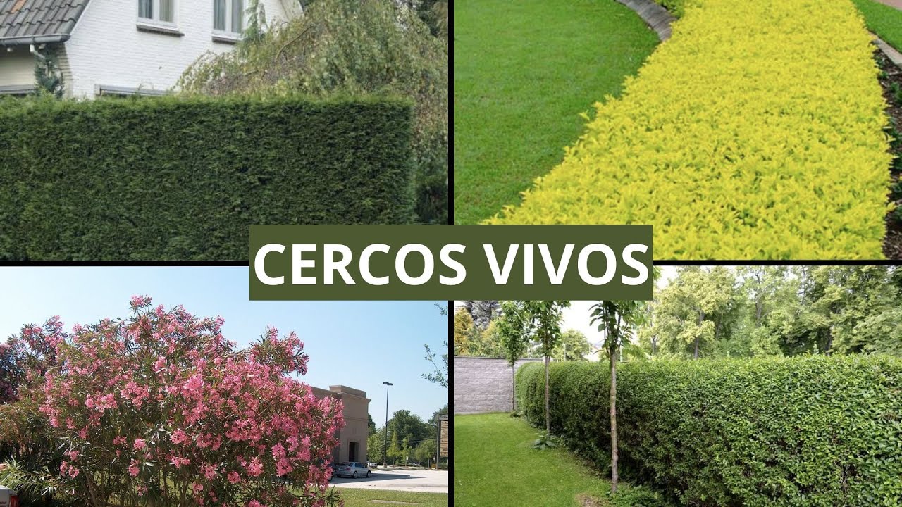 ¡Mejores ARBUSTOS y ÁRBOLES para CREAR CERCOS NATURALES!⏰ TIEMPO  Récord