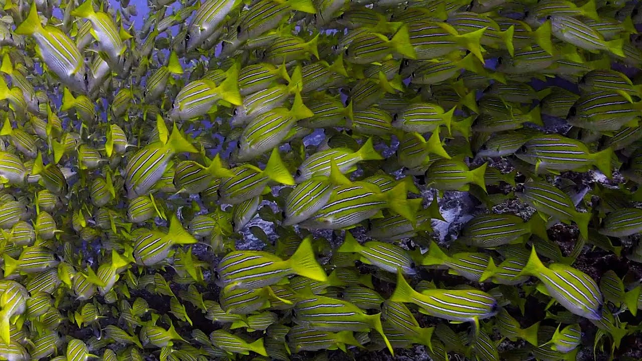 Bluestripes Snapper