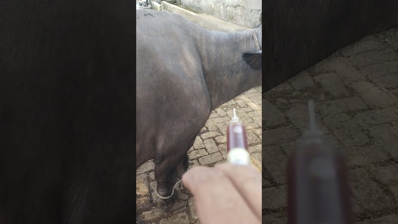 blood parasite in buffalo #cow #buffalo #farming #ytshorts #viral #funny