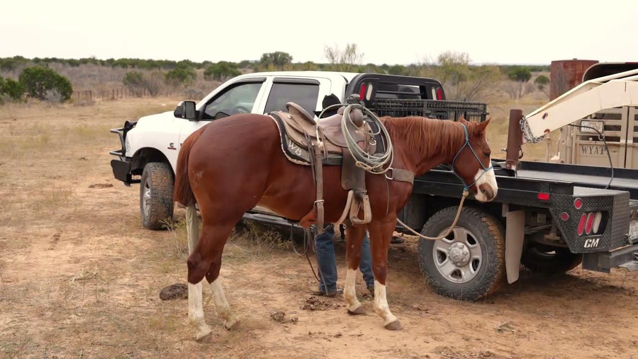 TSU TAKIN MY CASH // Hip #36 — Levelland Horse Sale Feb. 6 & 7
