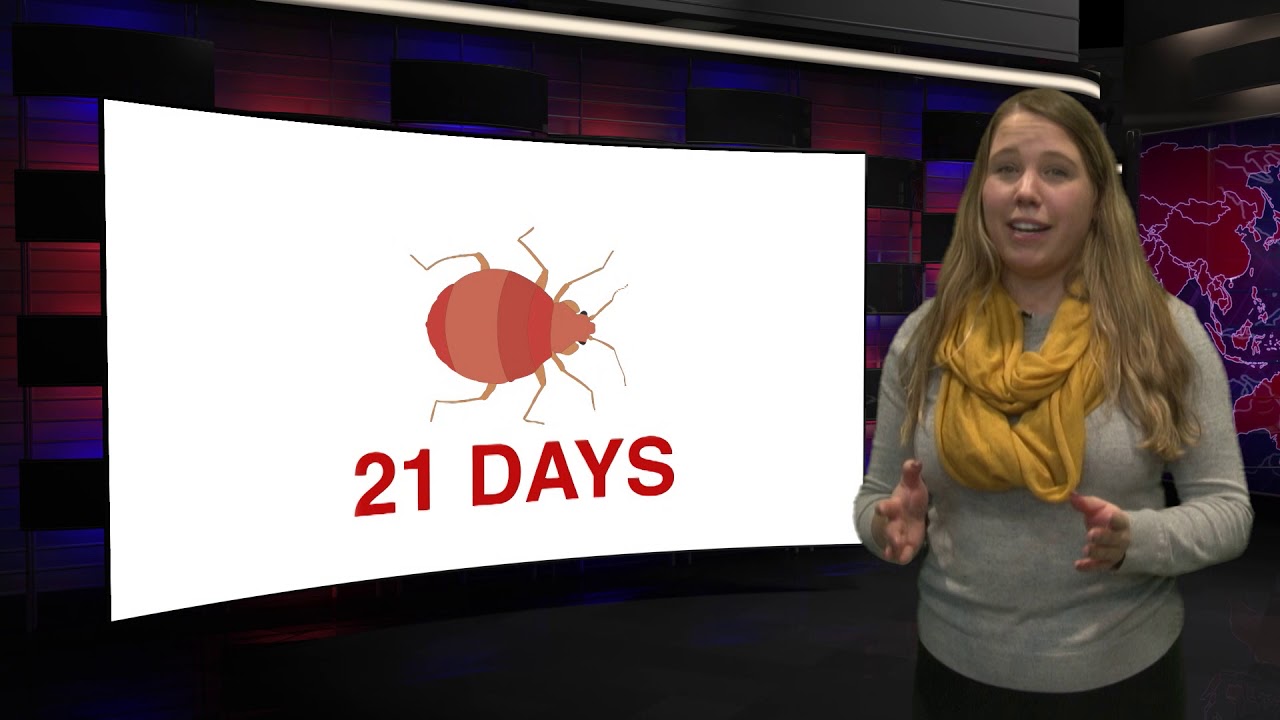Bed Bugs in Winnipeg