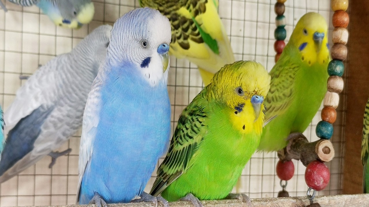 3 Hours of Happy Budgie Sounds: Cheerful Parakeet Chirps to Entertain Your Sad Budgies