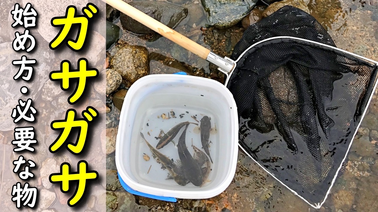 【初心者必見】川の魚捕りガサガサのやり方完全攻略ガイド！方法・場所選びのコツ・必要な道具まで徹底解説