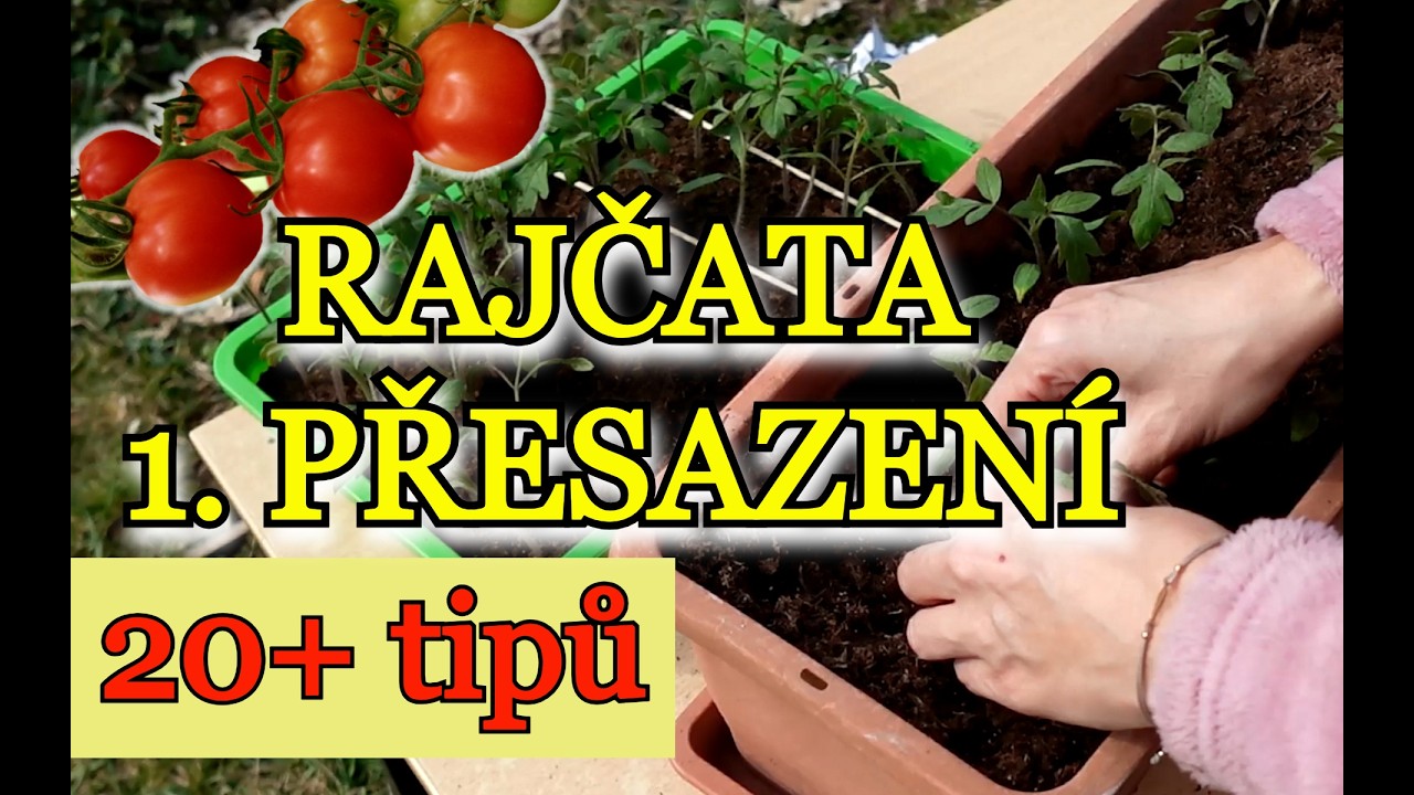 RAJČATA | Pik&yacute;rov&aacute;n&iacute; - přesazen&iacute; rajčat | 20+ TIPŮ, jak na siln&eacute; a odoln&eacute; SAZENICE rajčat | n&aacute;vod