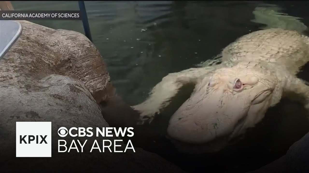 Claude the albino alligator at Cal Academy dies at age 30