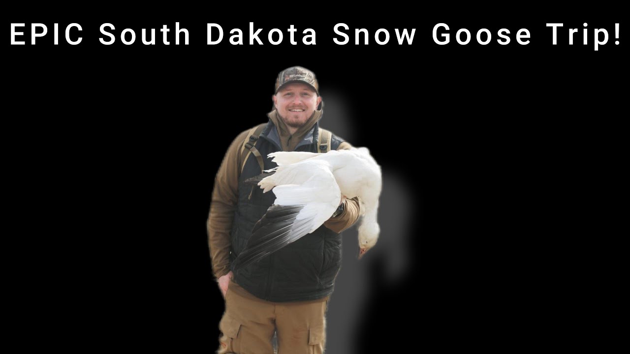Epic! South Dakota Spring Snow Goose Hunting - Premier Flight Guide Service