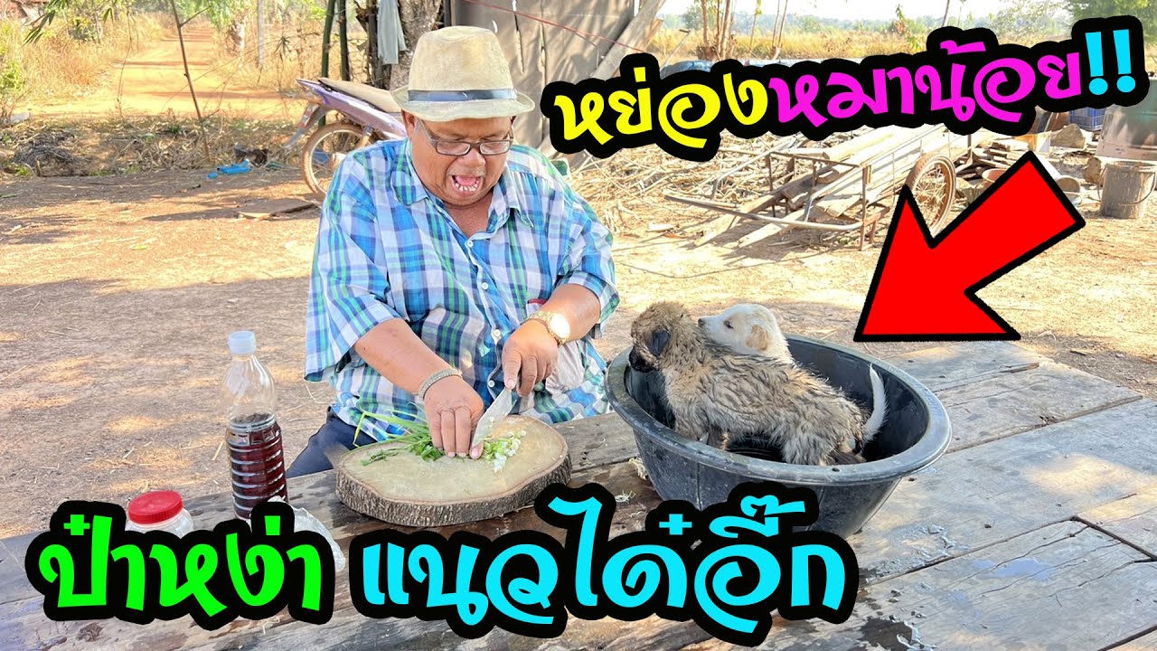 ป๋าหง่าหย่องหมาน้อย‼️โตเป็นๆเลย เซียงเพ้วอ๊วกแตกเลย ไม่ใช่หมาน้อยแบบนี้